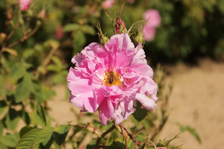 Primo piano di una rosa damascena